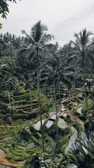 Fototapeta premium Terracing view of rice terraces in cretya ubud 