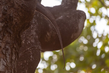 Detail of the tail of a Bengal Monitor Lizard aka Varanus bengalensis sitting on the branches of a tree.