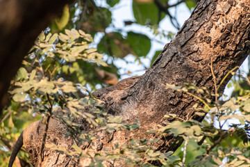 A Bengal Monitor Lizard camouflaged by the brown branches of a tree in a forest.