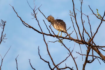 An Indian Pond Heron aka Ardeola grayii perched on the dry branch of a tree in a forest.