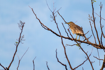 An Indian Pond Heron aka Ardeola grayii perched on the dry branch of a tree in a forest.