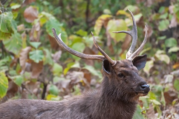 A close up portrait of a Sambar Deer aka Rusa unicolor with antlers in the Gir National Park in Gujarat, India.