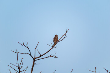 A White eyed Buzzard perched on the dry branch of a tree in the Gir National Park in Gujarat, India.