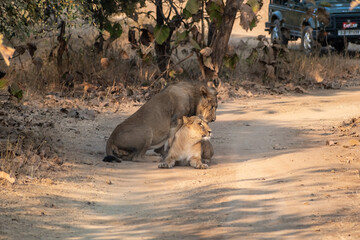 Two Asiatic lions resting on the forest floor at the Gir National Park in Gujarat.