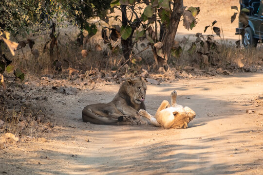Two Asiatic lions resting on the forest floor at the Gir National Park in Gujarat.