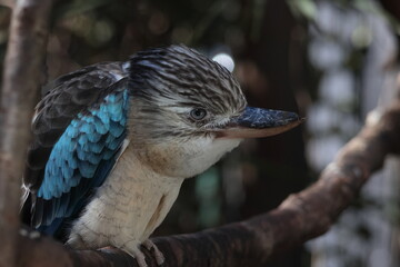アオバネワライカワセミ
