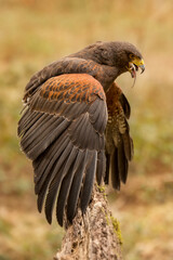 Harris Hawk, adult male bird of prey (Parabuteo unicinctus) with prey after hunting. Wings spread...