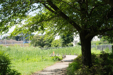 夏の強い日差しに影を作る公園の大きな木