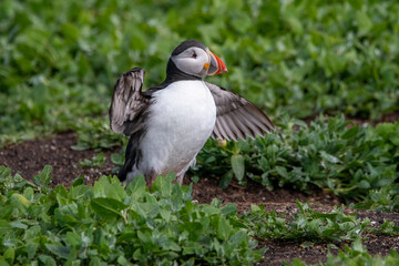 Adult Atlantic puffin displaying its wingspan by stretching its wings. On Inner Farne, part of the Farne Islands nature reserve off the coast of Northumberland, UK