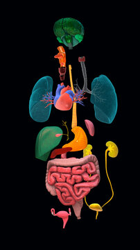 Human organs, illustration