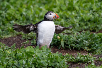 Adult Atlantic puffin displaying its wingspan by stretching its wings. On Inner Farne, part of the Farne Islands nature reserve off the coast of Northumberland, UK