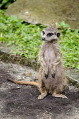 meerkat on the lookout