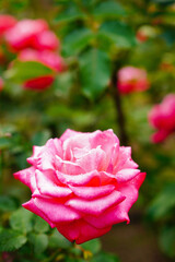 雨に濡れた薔薇の花びら	