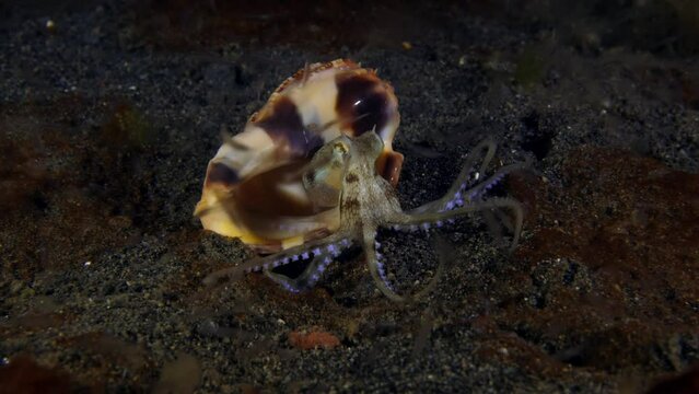 A baby Coconut Octopus is living in a shell and hunting for tiny sea creatures at night - underwater world of Tulamben, Bali, Indonesia.