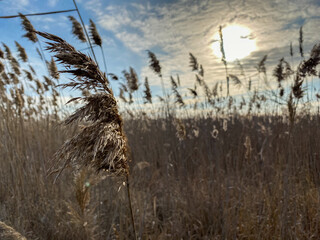 the top of the reeds, against the backdrop of the setting sun