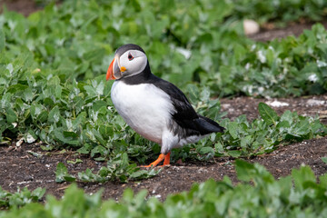 Atlantic puffin sitting amongst the grass/flowers on Inner Farne, part of the Farne Islands nature reserve off the coast of Northumberland, UK
