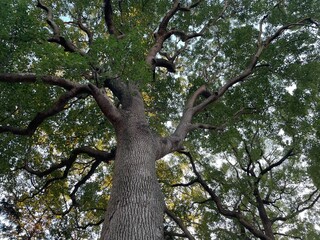 Fototapeta premium tree in spring