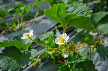 White flowers and green leaves of strawberries in sunlight
