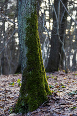 Mossy oak tree in winter forest