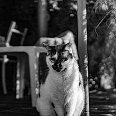 Picture of a black and white cat 