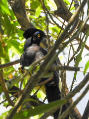 Common magpie hidden between branches