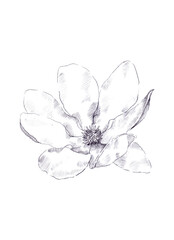 Hand drawn isolated magnolia flower