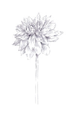 Hand drawn isolated single dahlia