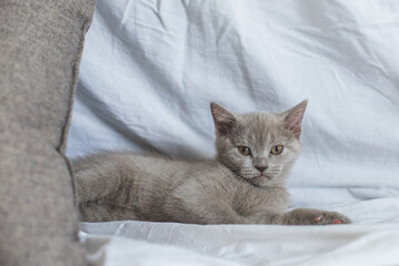 Playful fluffy cat crawling under a bed in bedroom