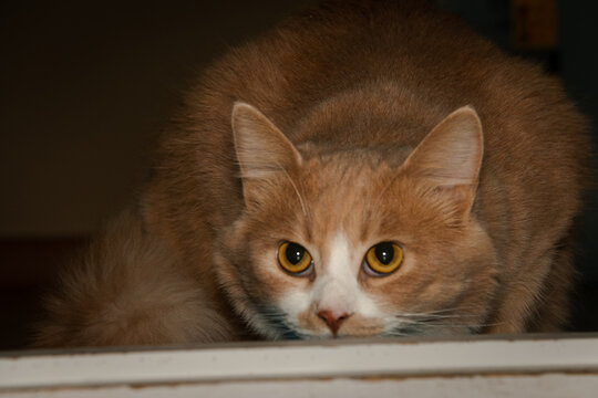 Portrait of a beautiful red cat with a white chest and expressive orange eyes.