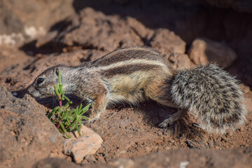 Obraz premium Mountain ground squirrel on the rocks in Fuerteventura, Canary islands, Spain