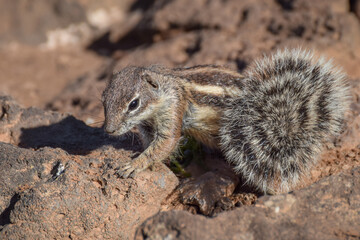 Mountain ground squirrel on the rocks in Fuerteventura, Canary islands, Spain