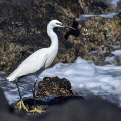 Great egret at the beach in Fuerteventura, Canary islands, Spain