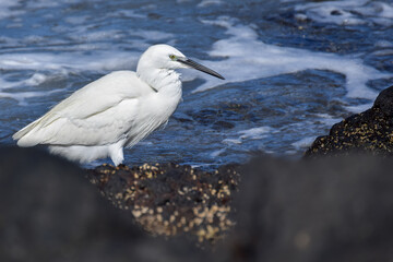Great egret at the beach in Fuerteventura, Canary islands, Spain