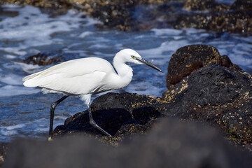 Great egret at the beach in Fuerteventura, Canary islands, Spain