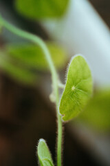 close up of a sprout leaf plant