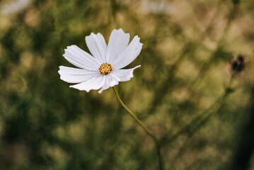 biały kwiatek