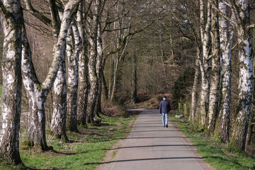 Obraz premium Konzept aktiv im Alter: Älterer Mann mit weißen Haaren, Mütze und blauer Steppjacke geht spazieren im Herbst, Winter oder Frühling auf einem Weg durch eine prachtvolle Allee von Birkenbäumen
