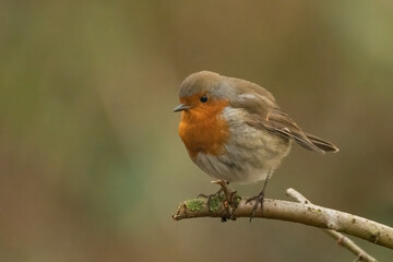 Robin