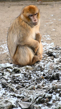 A cold macaque on the snow in winter