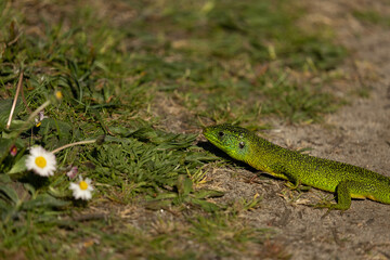 Green lizard walking in grass