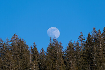 Daytime moon over a forest