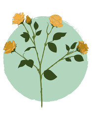 Yellow roses on a branch on the background of a green circle