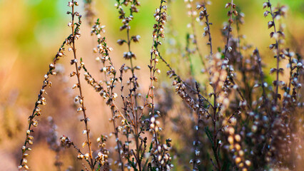 Macro de tiges de bruyères sauvages