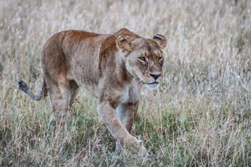 lion cub panthera leo