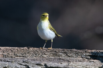 Wood Warbler in Hungary.