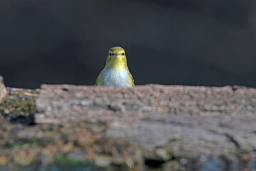 Wood Warbler in Hungary.