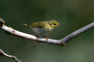 Wood Warbler in Hungary.
