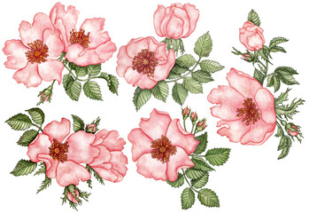 Watercolor wild rose set of elements isolated on transparent background  for wreaths, frames and other compositions. Dog rose watercolor.
