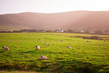 Fototapeta premium Flock of sheep on green grass on a warm Irish dawn. Houses in the background.