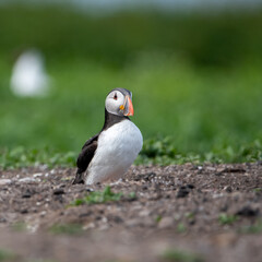 Atlantic puffins amongst the grass on Inner Farne. Part of the Farne Islands nature reserve off the coast of Northumberland, UK